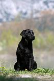LABRADOR 1017